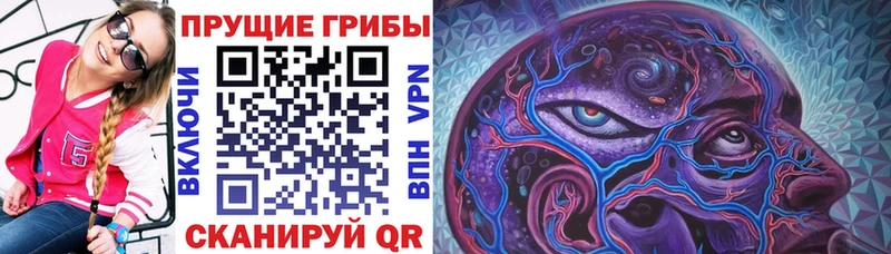 купить   Балей  Псилоцибиновые грибы Psilocybine cubensis 